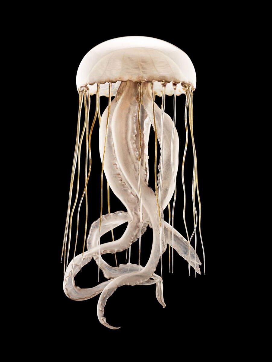 chrysaora blaschka photo