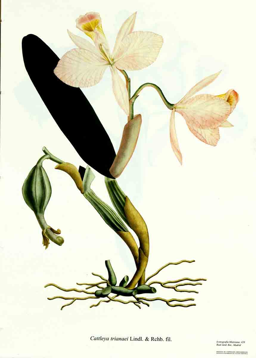 orchid royal expexpedition